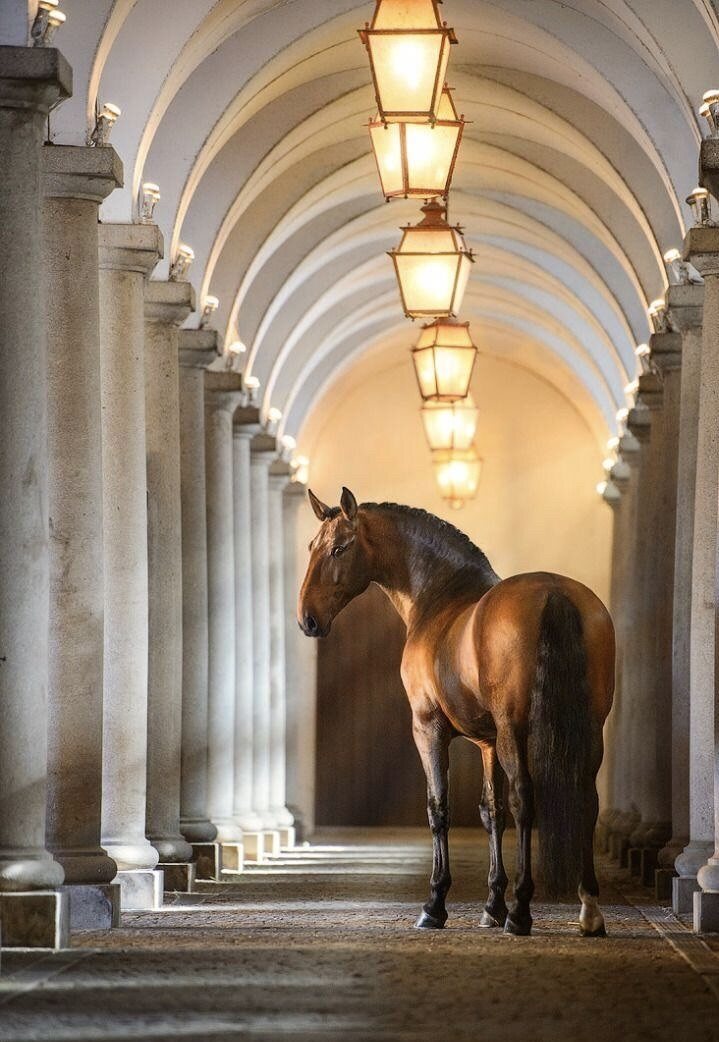 Ein Lusitano des College