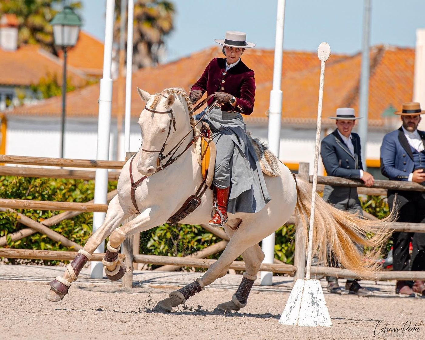 Ein Mitglied reitet einen Lusitano